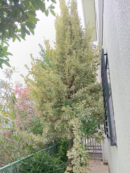 WOODY PLUS, ウッディプラス, 庭師, 伐採, 剪定, 草刈, 江東区, 墨田区, 江戸川区, 庭の手入れ, 木を切って欲しい 
浦安市, 市川市, 船橋市
